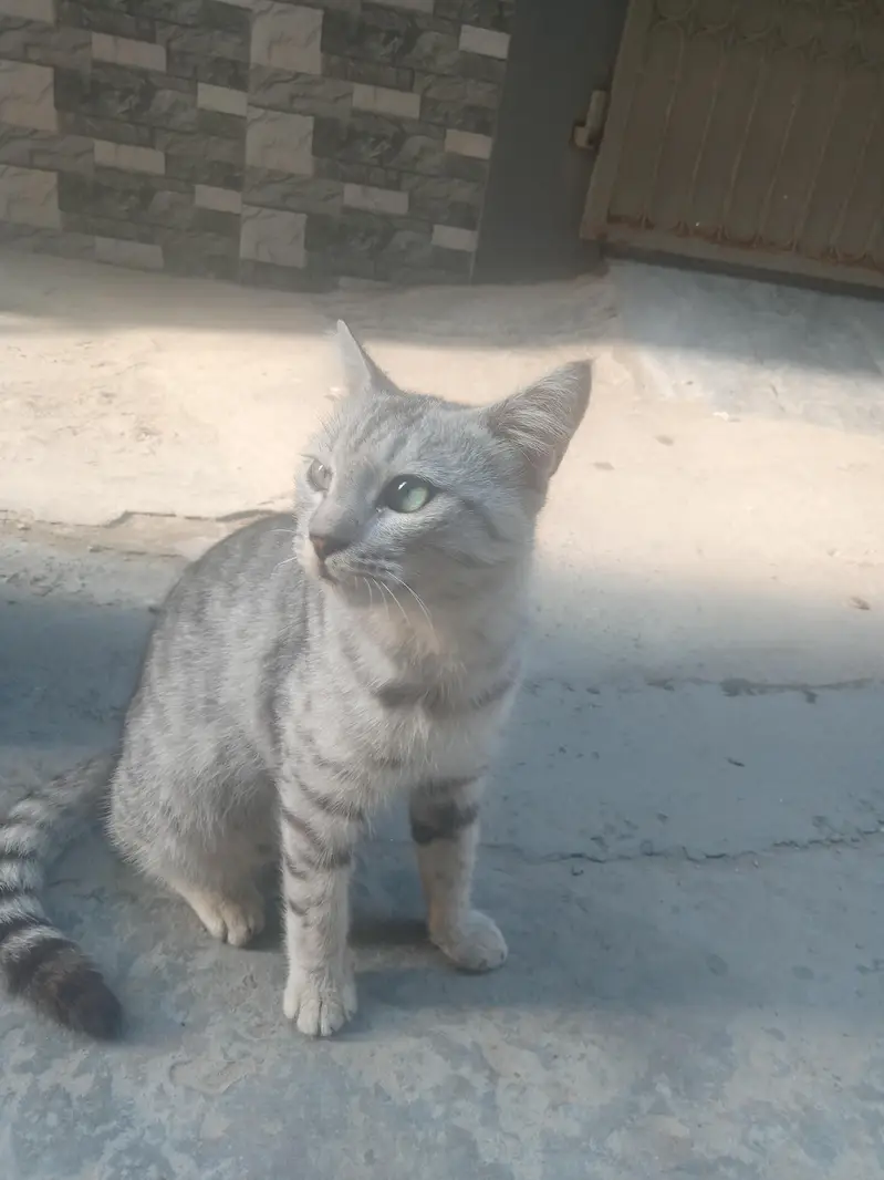 pure granted KY sath Persian mix ha — photo 3