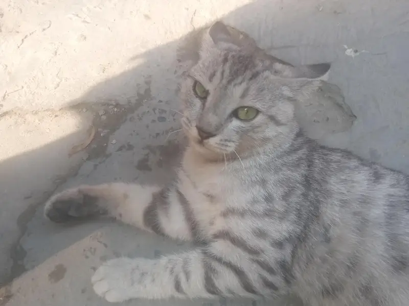 pure granted KY sath Persian mix ha — photo 4