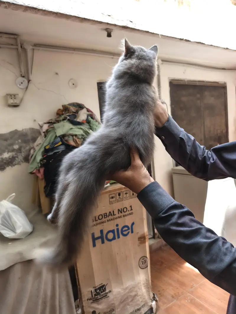 cat for sale — photo 2