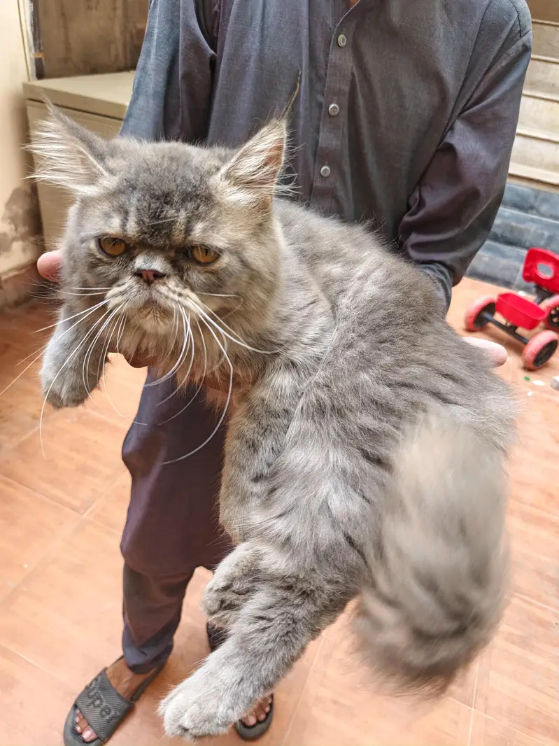 cat for sale — photo 3