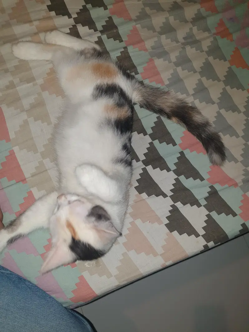 cats pair for sale — photo 2