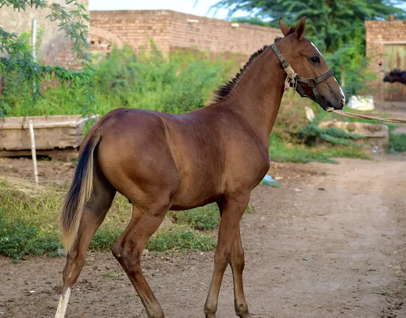 Desi Ghoda For Sale