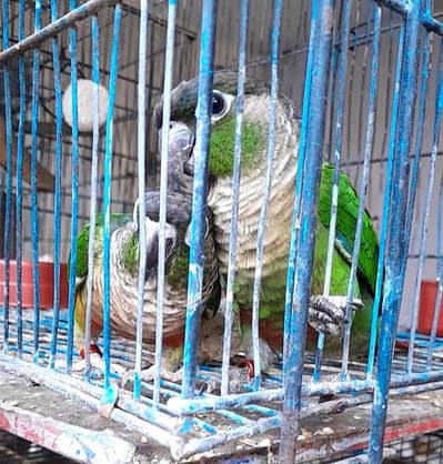 Cocktail and conure