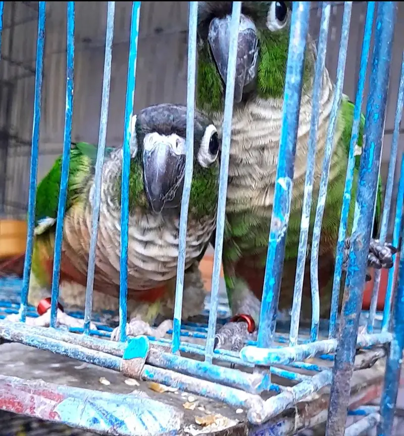 Cocktail and conure — photo 2