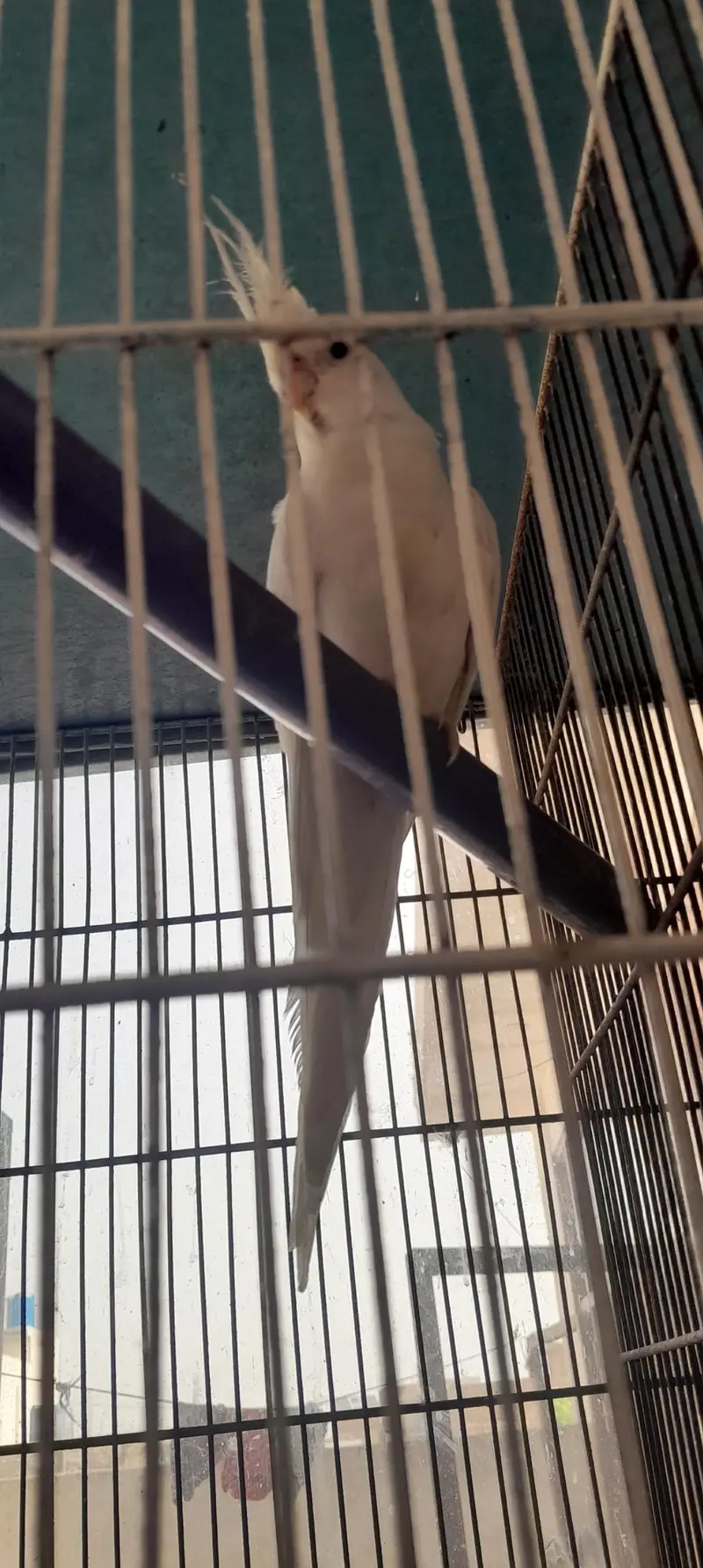 Cocktail and conure — photo 4