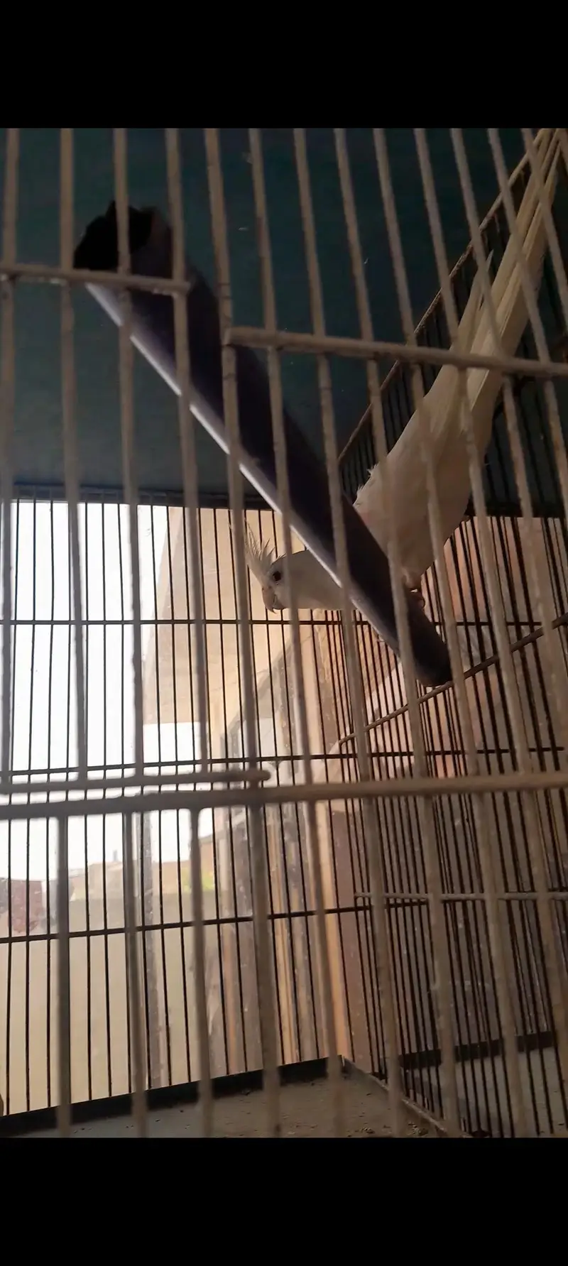 Cocktail and conure — photo 5