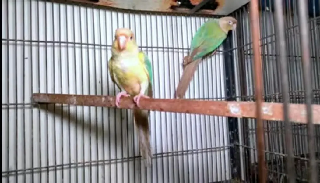 Cocktail and conure — photo 6