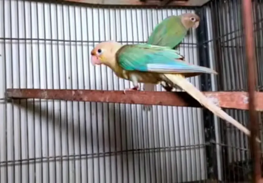 Cocktail and conure — photo 7