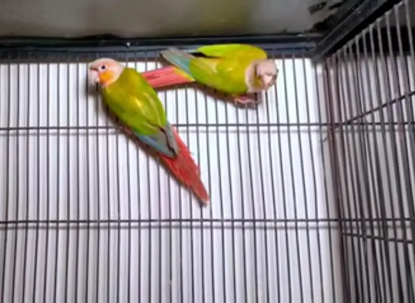 Cocktail and conure — photo 8