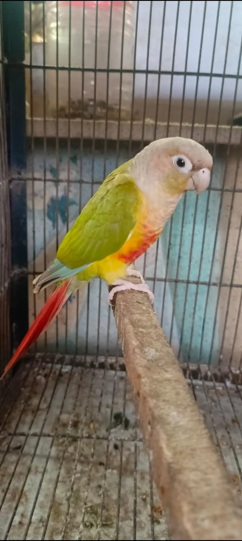 Cocktail and conure — photo 9