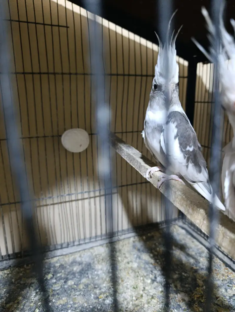 Eno red eyes, Eno pied or cream pied adult cocktails — photo 2
