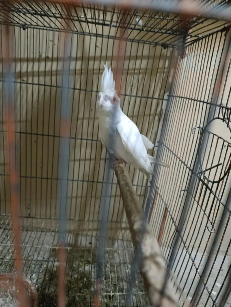Eno red eyes, Eno pied or cream pied adult cocktails — photo 3