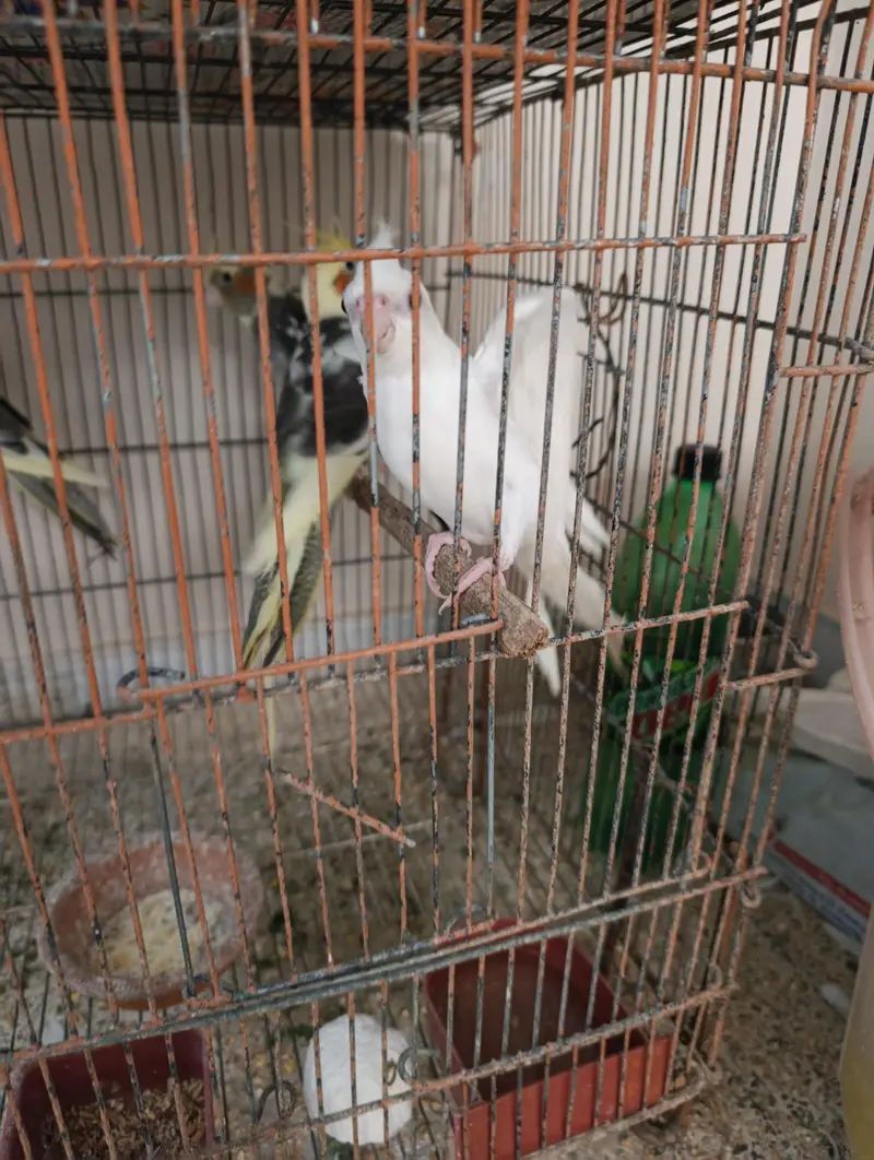 Eno red eyes, Eno pied or cream pied adult cocktails — photo 4