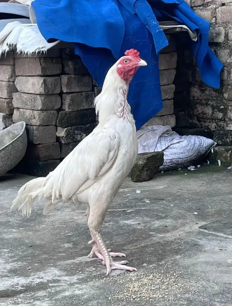 Aseel patha for sale — photo 3
