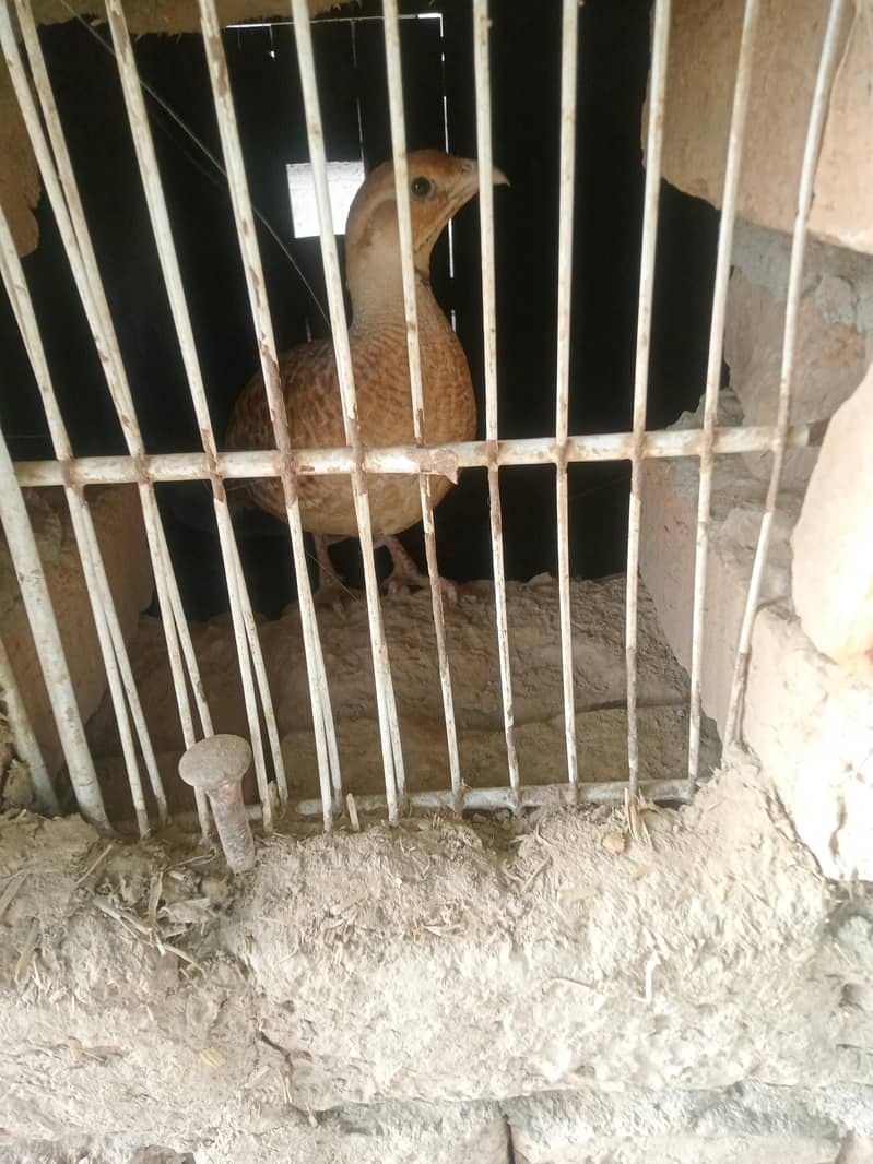 breeder pair 0