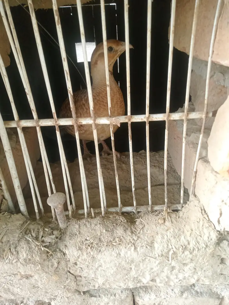 breeder pair