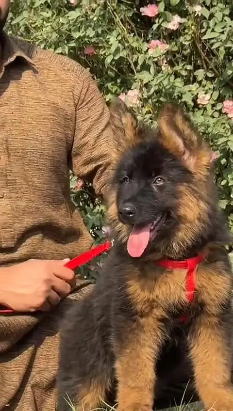 German shepherd puppie WhatsApp contact o/3/4/9/o/6/8/6/3/7/8 — photo 2