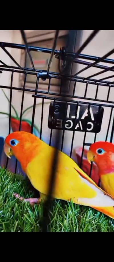 Lovebirds , Gouldian aur cockatiel pairs