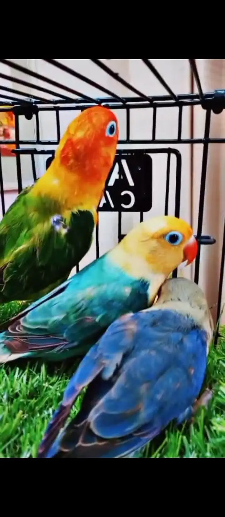 Lovebirds , Gouldian aur cockatiel pairs — photo 2