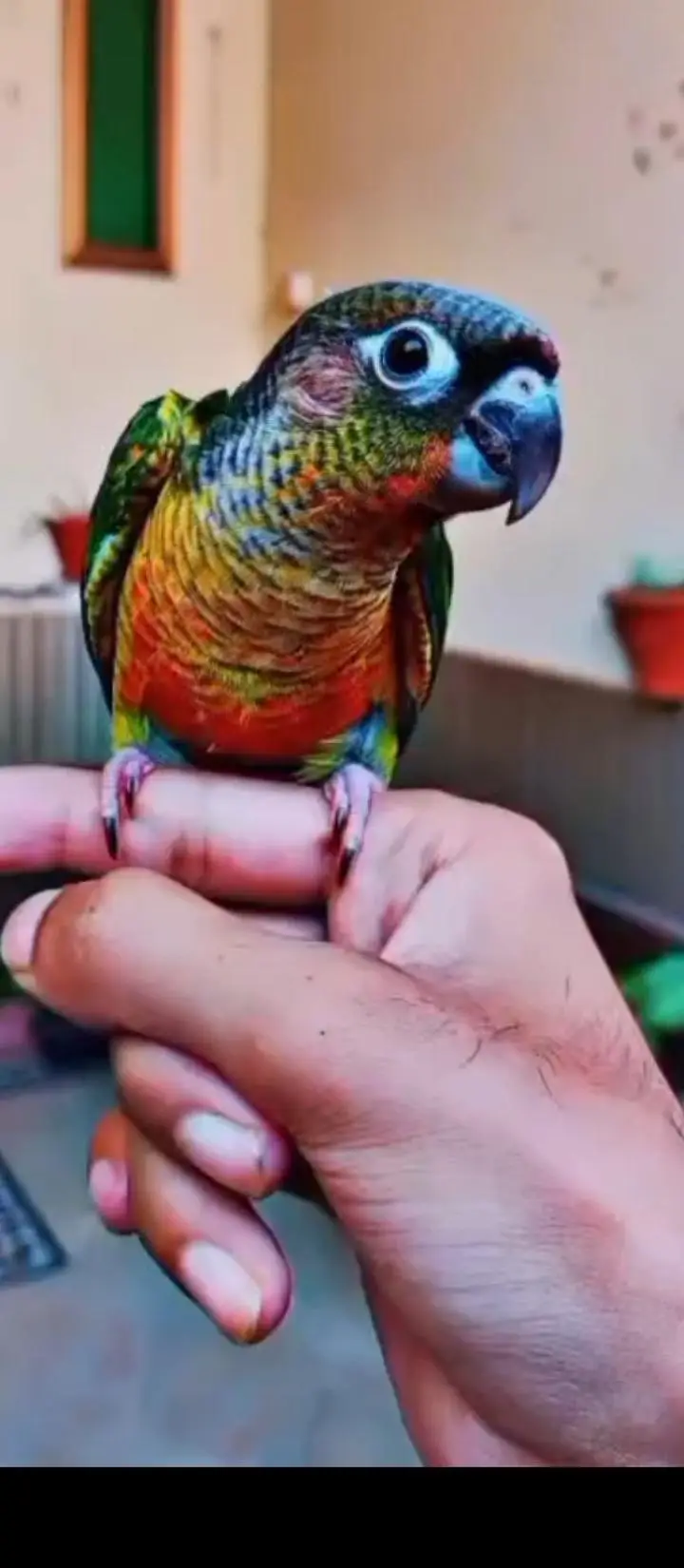 Lovebirds , Gouldian aur cockatiel pairs — photo 3