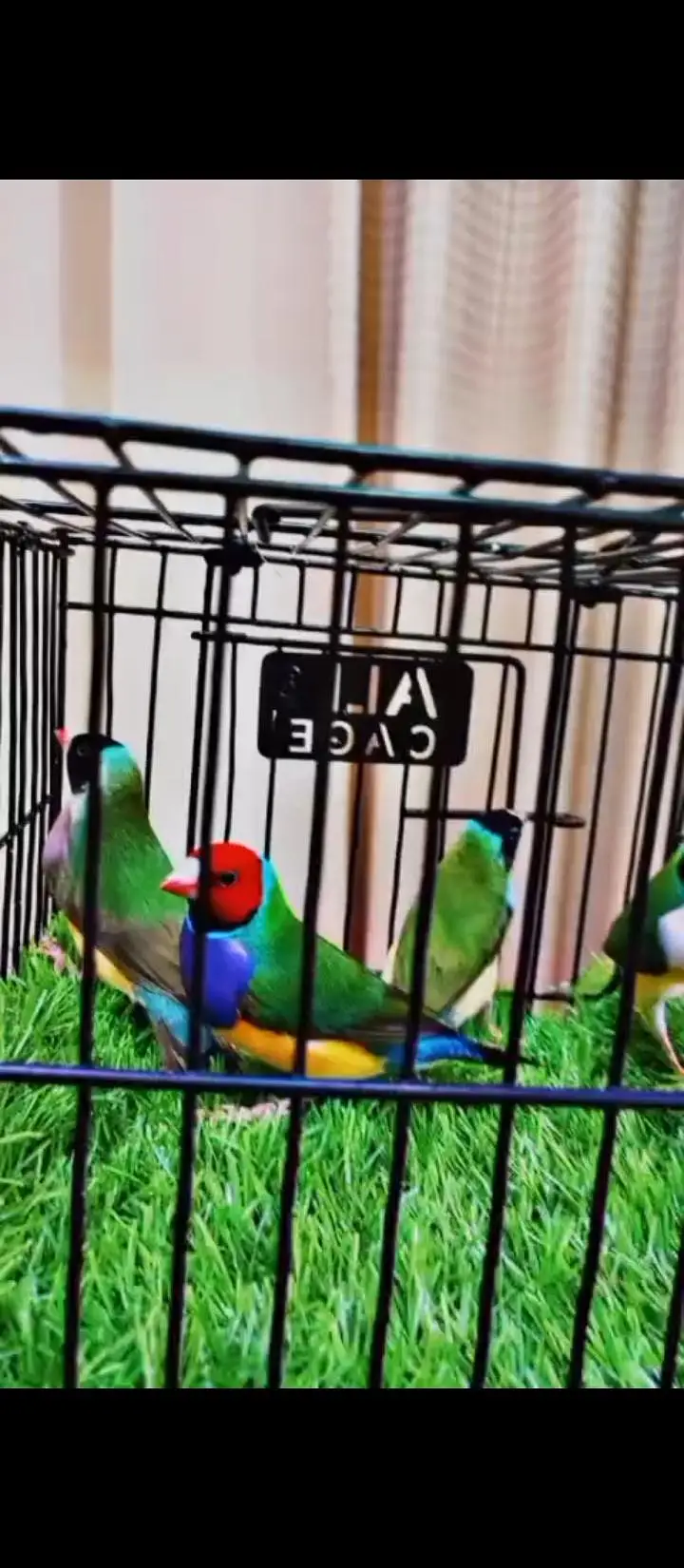 Lovebirds , Gouldian aur cockatiel pairs — photo 4