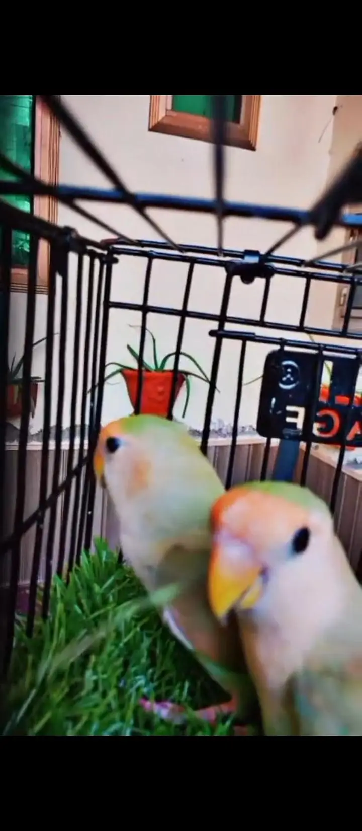 Lovebirds , Gouldian aur cockatiel pairs — photo 5