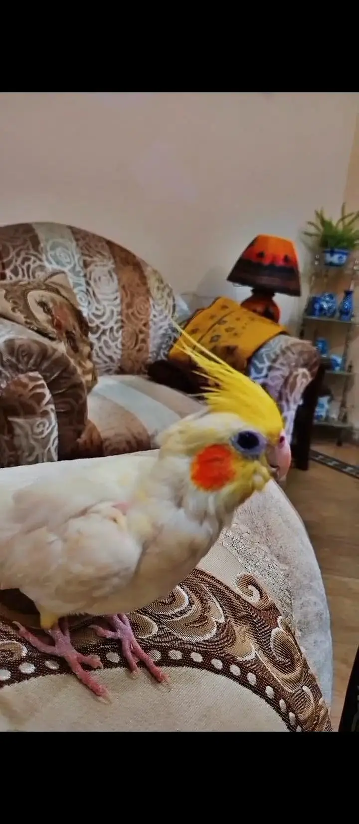 Lovebirds , Gouldian aur cockatiel pairs — photo 7
