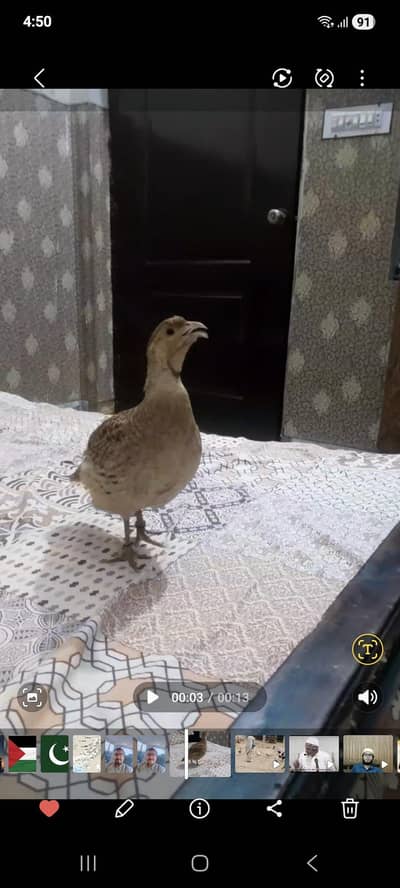 Irani titer for sale