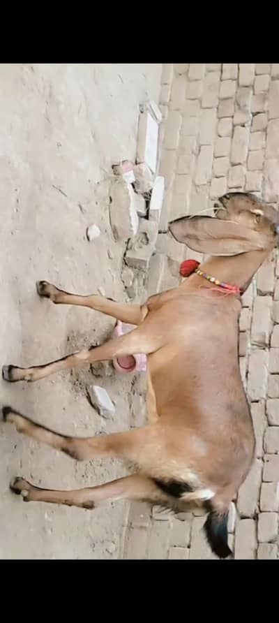 piuer dasi nagri phuth