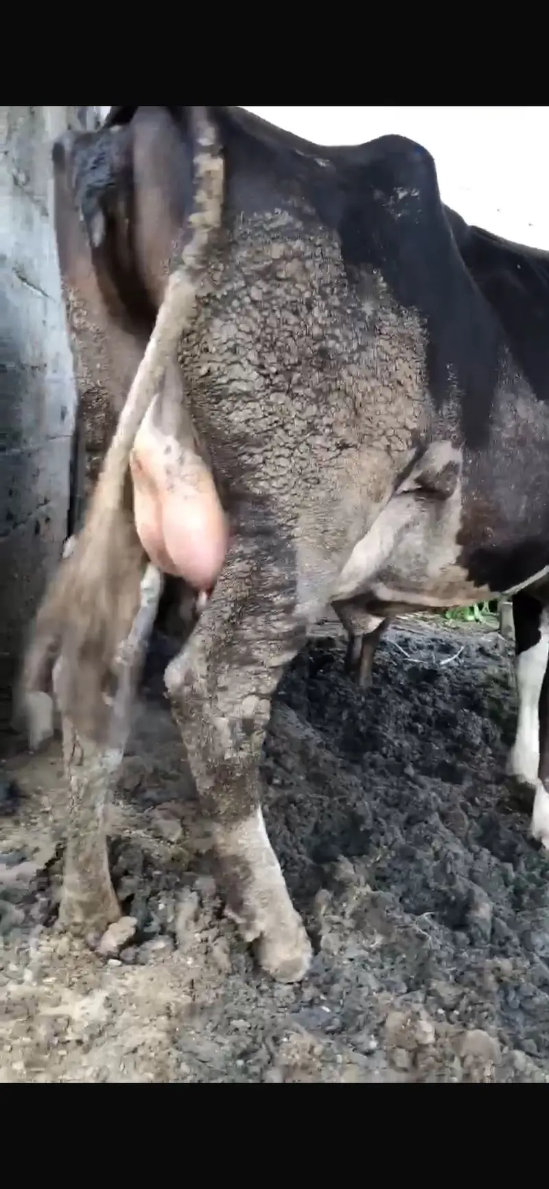 Tyar gayee      Pregnant cow