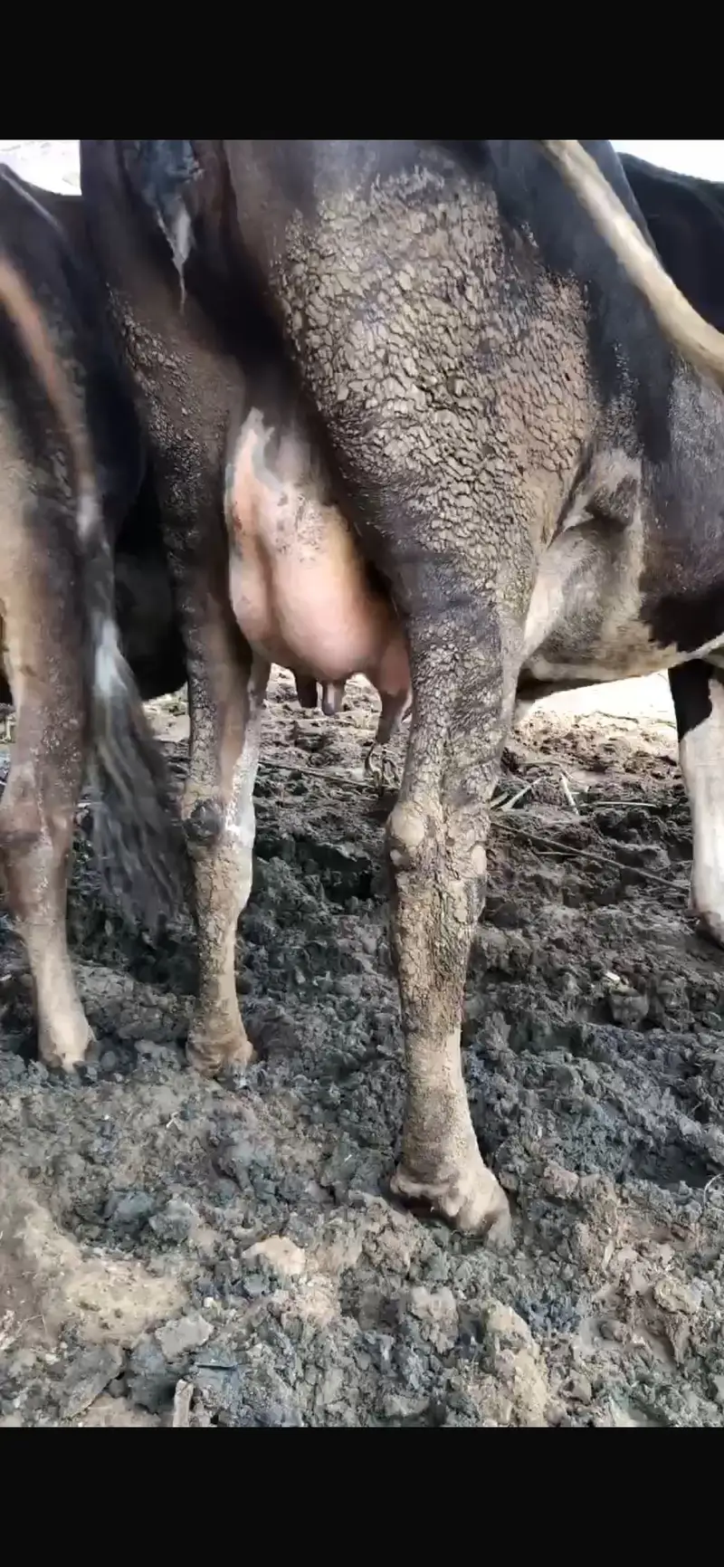 Tyar gayee      Pregnant cow — photo 2