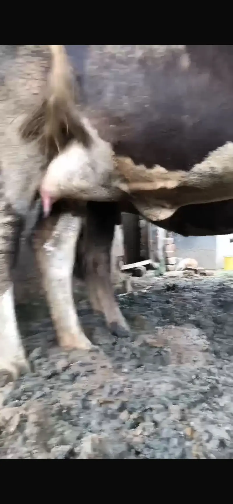 Tyar gayee      Pregnant cow — photo 3