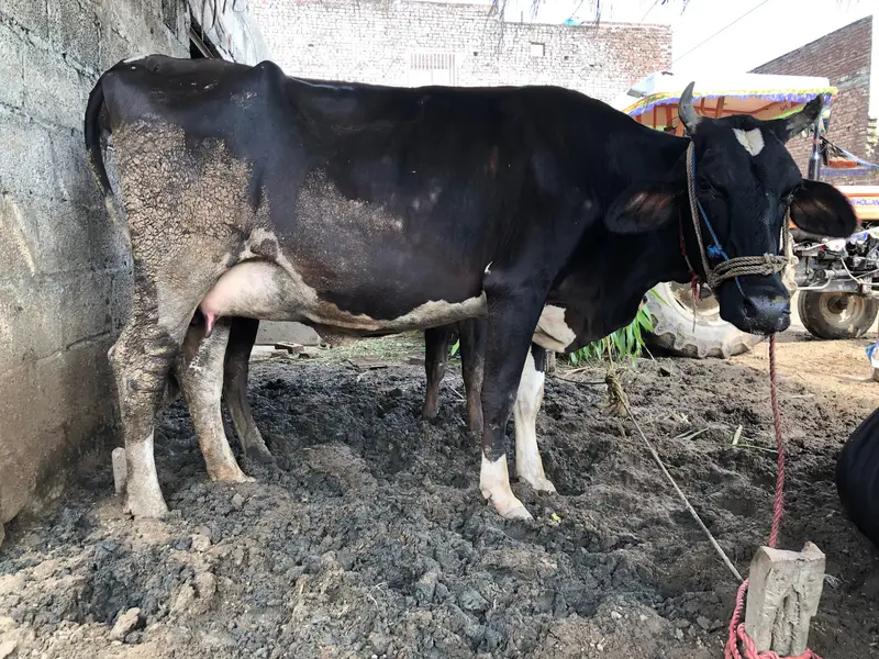 Tyar gayee      Pregnant cow — photo 4