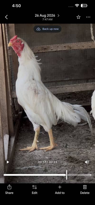 Heera aseel high quality