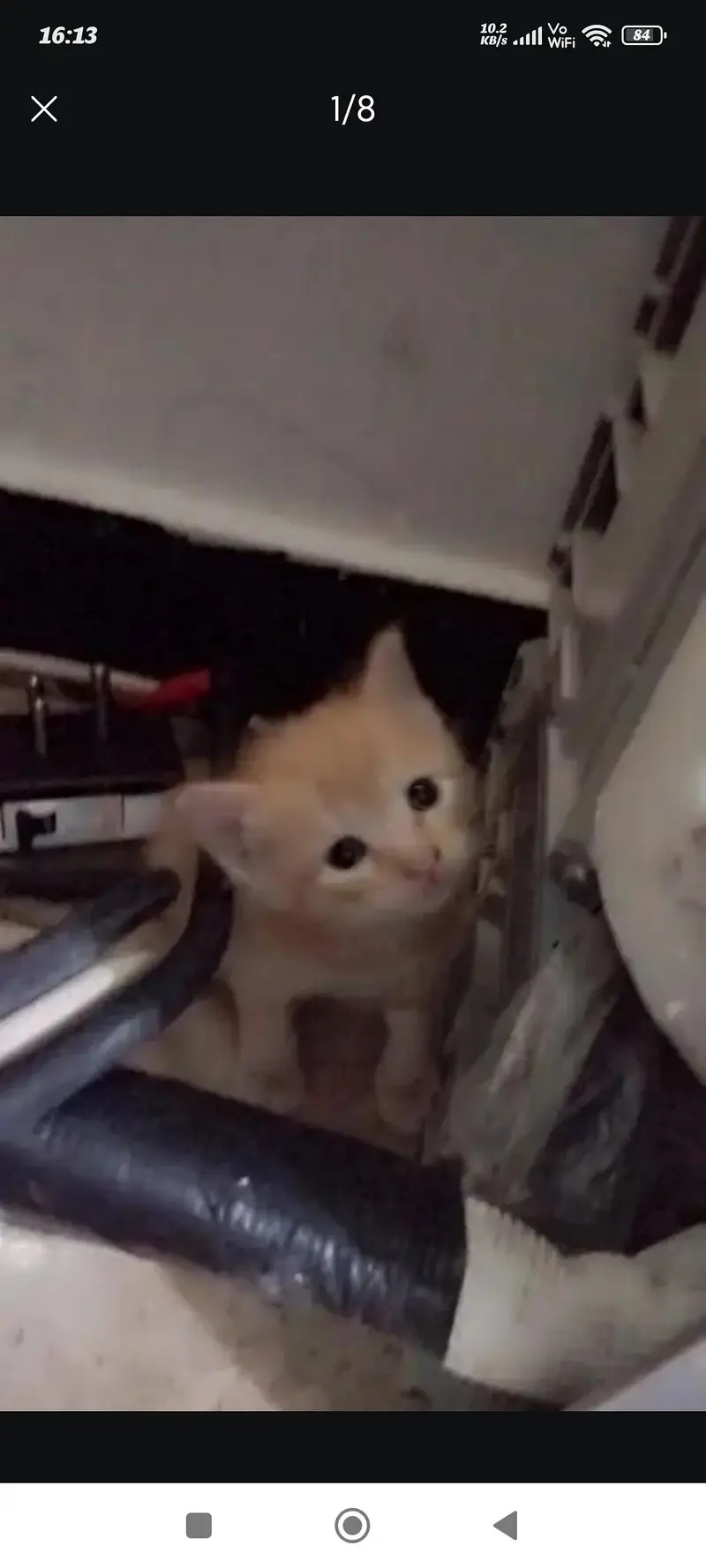 4 kittens for sale — photo 8