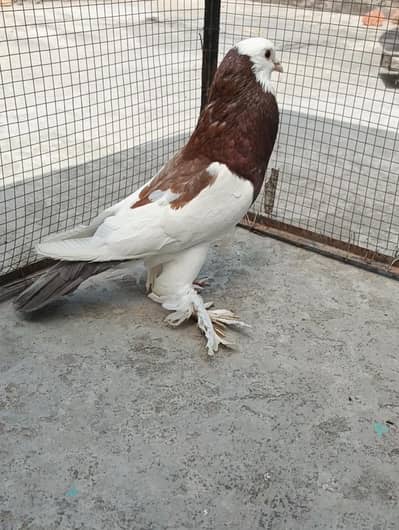 jacobin Male Ha Breeder