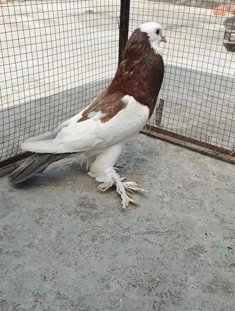 jacobin Male Ha Breeder