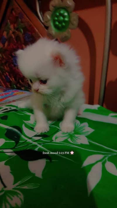 1 month white male kitten blue eyes contact on whatsaap 03183220296