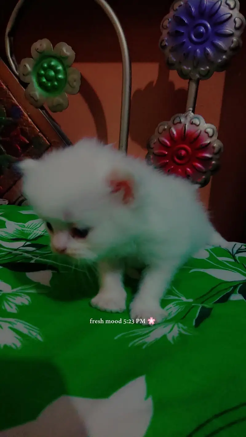 1 month white male kitten blue eyes contact on whatsaap 03183220296 — photo 2