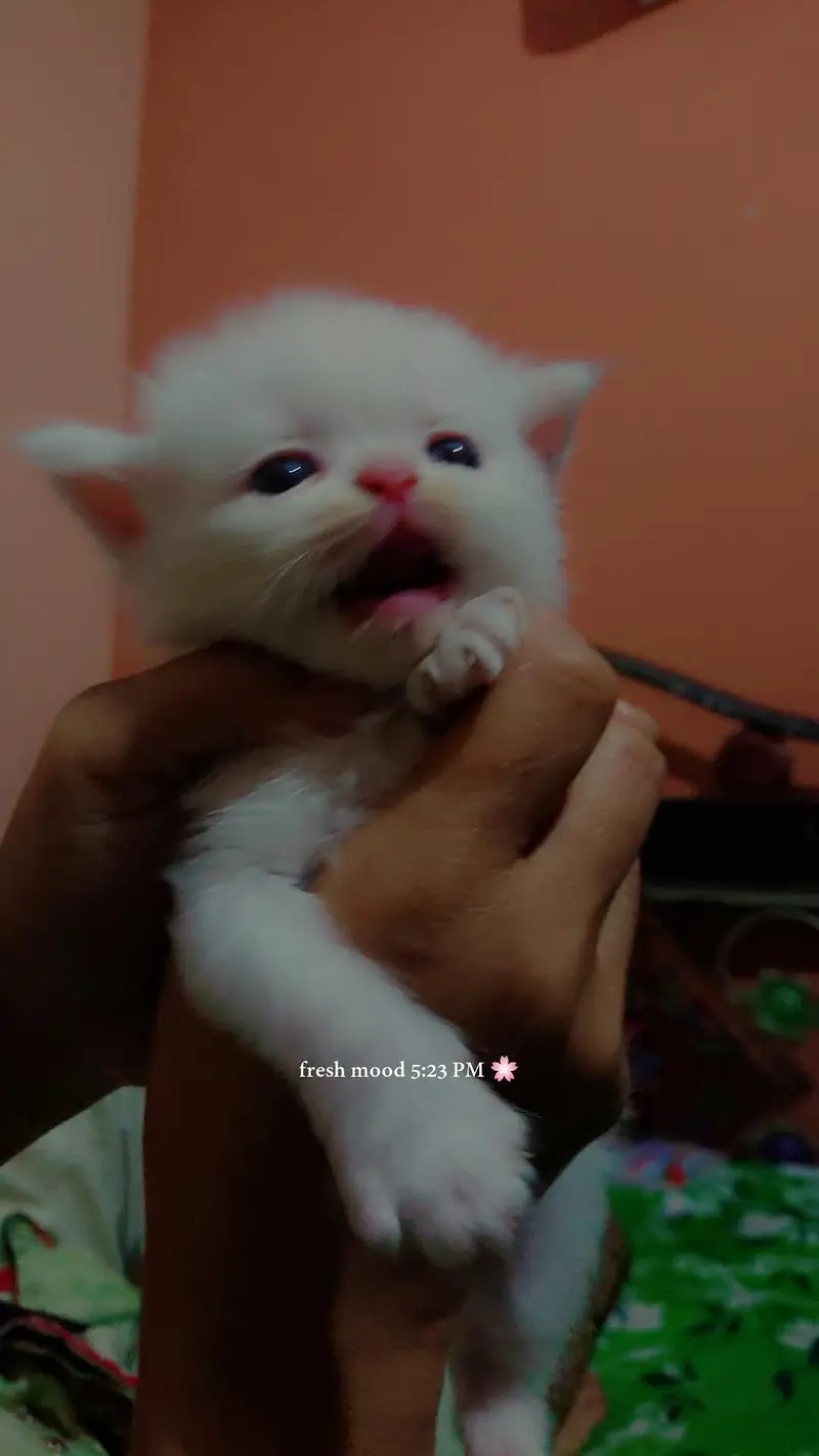 1 month white male kitten blue eyes contact on whatsaap 03183220296 — photo 3