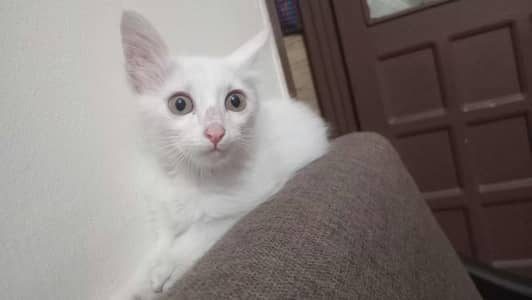 perion double coad Turkish breed