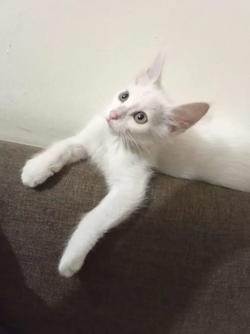 perion double coad Turkish breed — photo 2