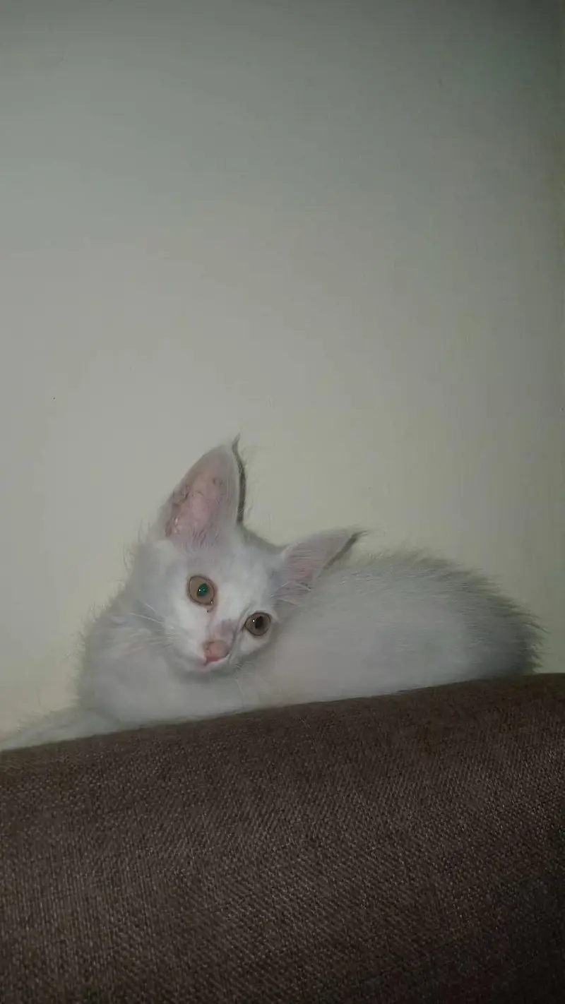 perion double coad Turkish breed — photo 3