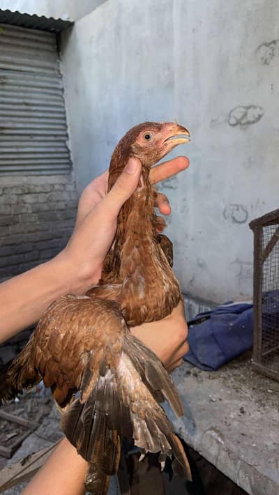 mazari qandahare females