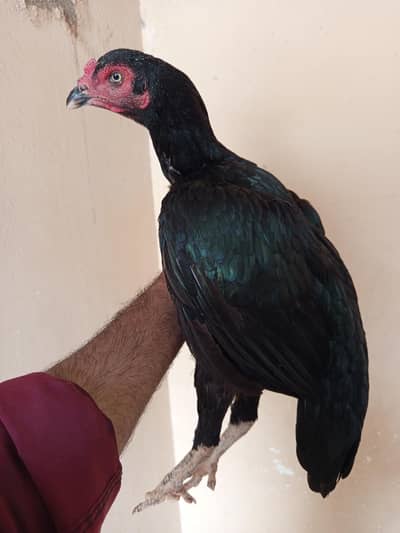 mushki aseel murgi