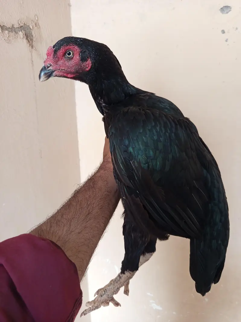 mushki aseel murgi — photo 3