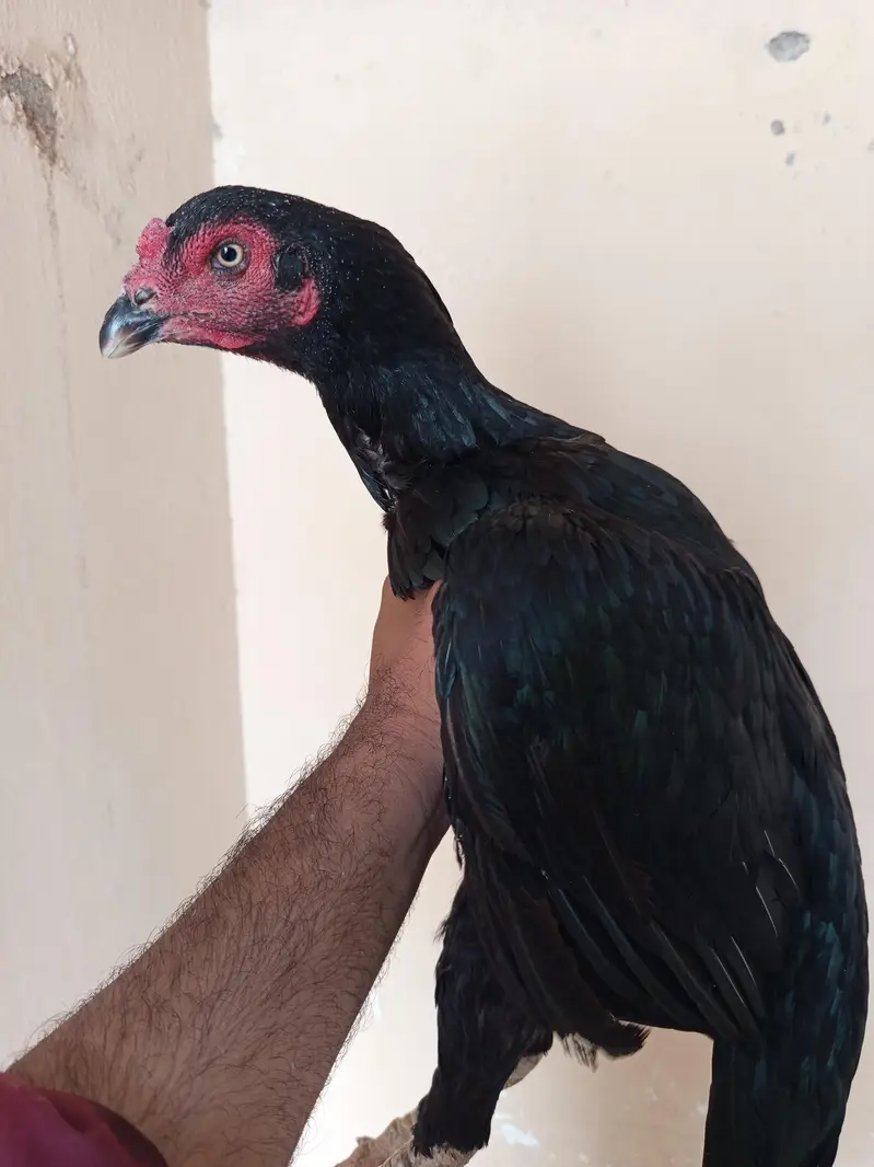 mushki aseel murgi — photo 5