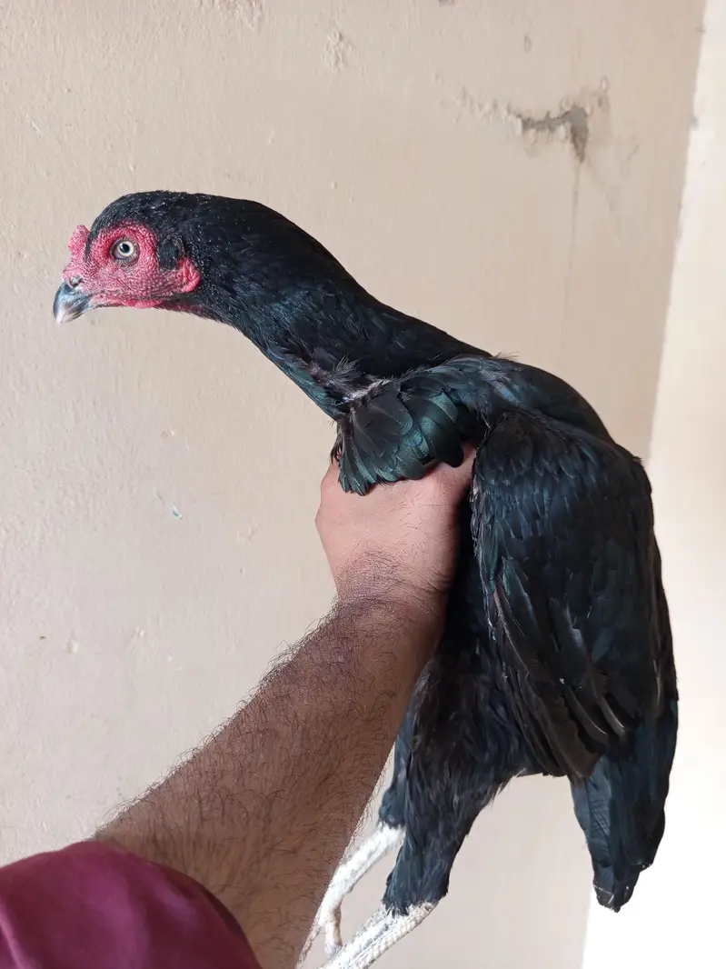 mushki aseel murgi — photo 6