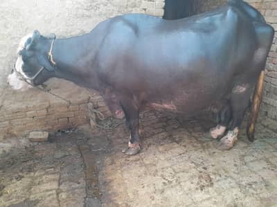 pregnant buffalo