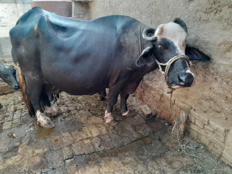 pregnant buffalo — photo 2